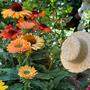 In vielen Farben erhältlich, ist der Sonnenhut zu einem sommerlichen Blickpunkt im Garten geworden