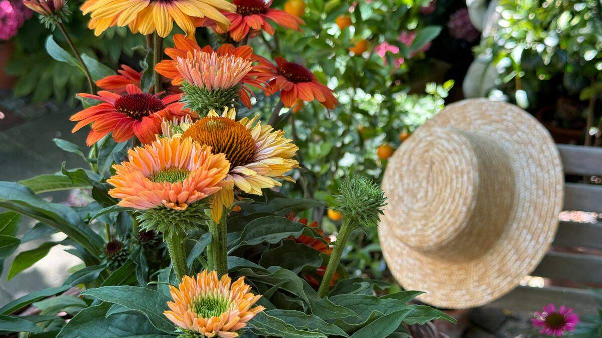 In vielen Farben erhältlich, ist der Sonnenhut zu einem sommerlichen Blickpunkt im Garten geworden