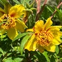 Sie sind die Stars romantischer Gartenbeete: Pfingstrosen