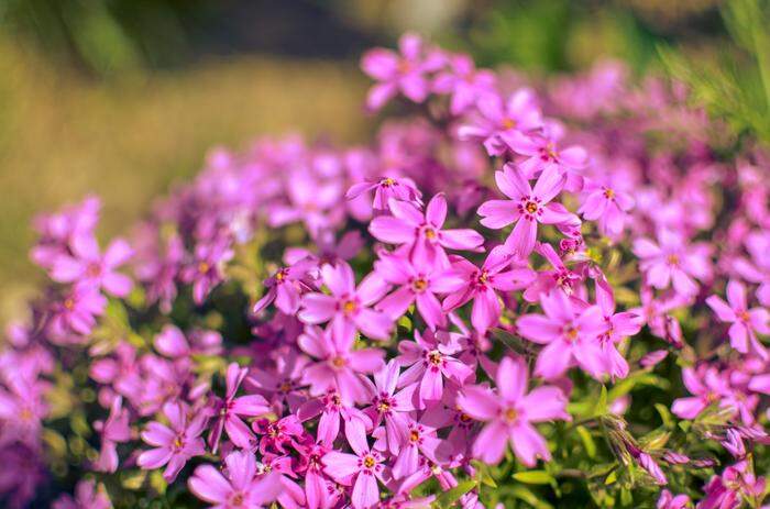 Was hilft gegen Mehltau beim Phlox?