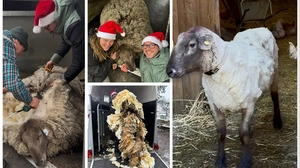 Schaf Rudolph hat jetzt am Lebenshof Sonnenweide von Elisabeth und Andreas Nussbaumer ein „leichteres“ Leben