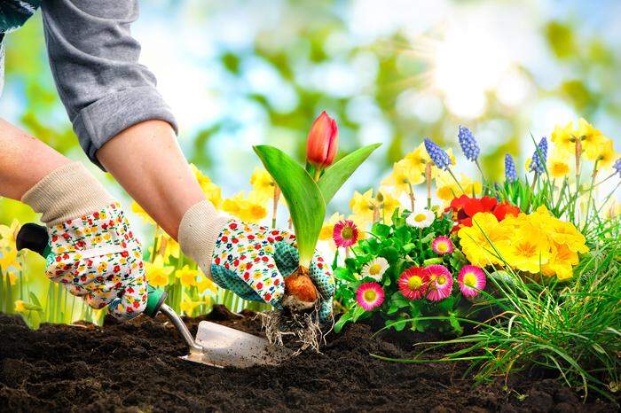 Frühlingsboten: Tulpen, Hyazinthen und Narzissen