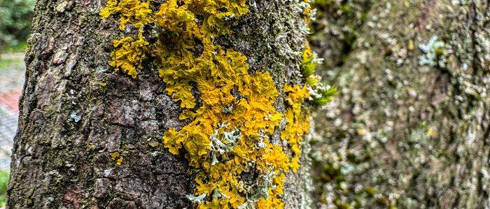 Wunder der Natur: Algen und Bakterien arbeiten bei Flechten zusammen