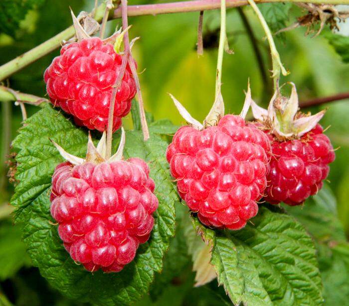 Himbeeren jetzt setzen und im kommenden Jahr ernten