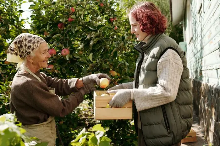 Cute girl holding wooden box while helping happy grandmother picking ripe apples in the garden on late summer weekend