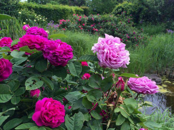 Wer jetzt Rosen setzt, hat im kommenden Jahr schon viele Blüten