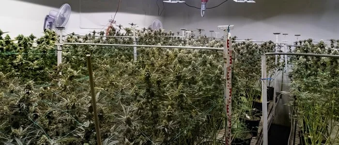 Grüner Daumen: In einer Lagerhalle in Güssing wuchsen Cannabispflanzen im Wert von mehreren 100.000 Euro