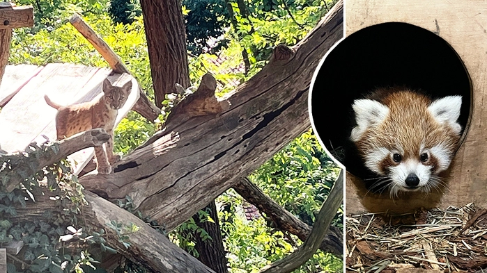Beim Karpatenluchs freut man sich über ein Jungtier, bei den Roten Pandas gibt es – wie schon 2025 – einen süßen Doppelpack
