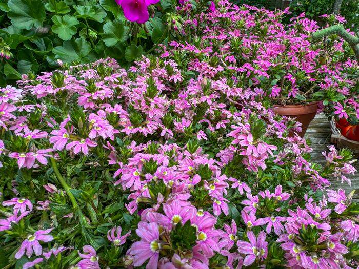 <strong>Die Fächerblume – Blessing pink</strong>