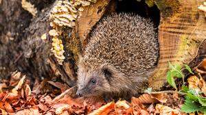 Was tierische Mitbewohner im Garten in Herbst und Winter brauchen