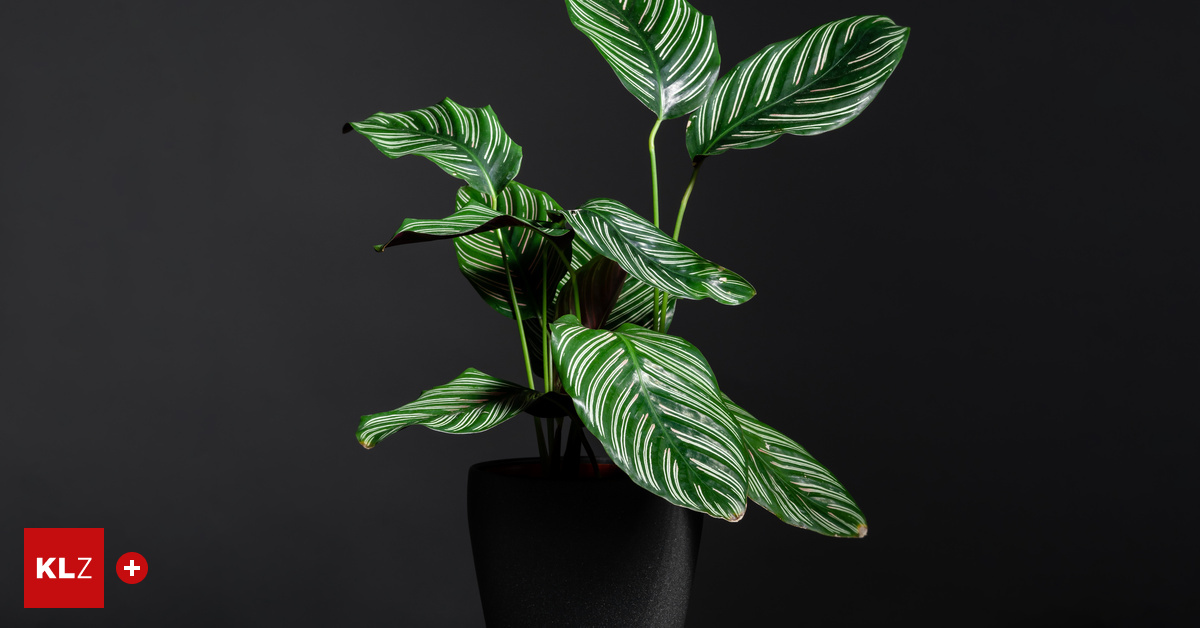 Video-Tipp von Karl Ploberger: Die Blattrnder der Calathea ornata werden  braun  was hilft?