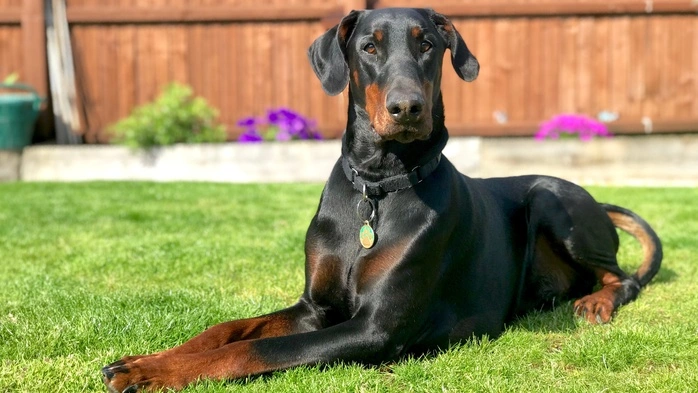 Ein Dobermann attackierte am Samstag einen Zehnjährigen auf dem Fußballplatz in Buch-St. Magdalena und verletzte ihn schwer
