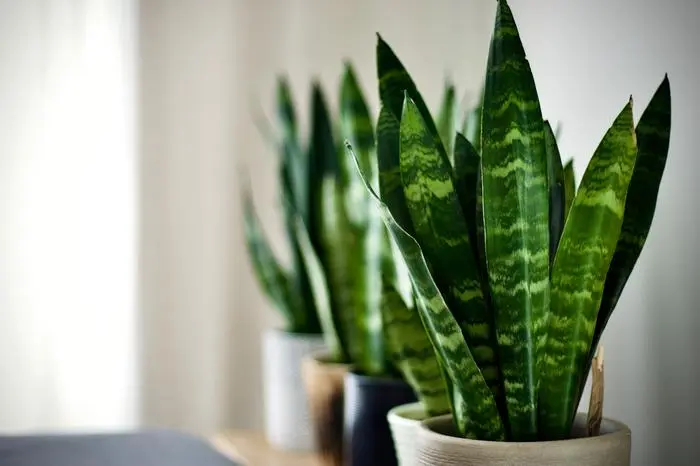 Ebenfalls ein angenehmer Zeitgenosse: der Bogenhanf, auch Schwiegermutterzunge genannt