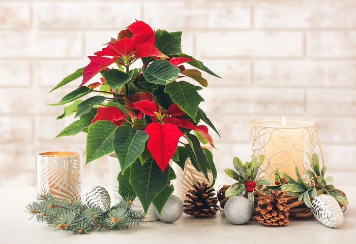 10 Dinge, die man ber den Weihnachtstern wissen sollte