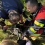 Der panische Kater wurde von sechs Einsatzkräften der Freiwilligen Feuerwehr Kaindorf aus seiner misslichen Lage befreit