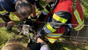 Der panische Kater wurde von sechs Einsatzkräften der Freiwilligen Feuerwehr Kaindorf aus seiner misslichen Lage befreit