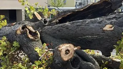 Zahlreiche Bäume werden aktuell gefällt