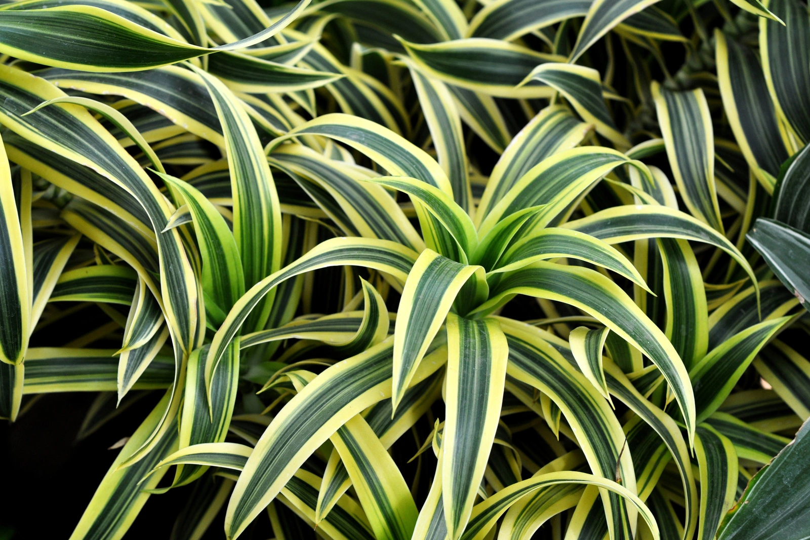 calathea beauty star pink Calathea Pink Star