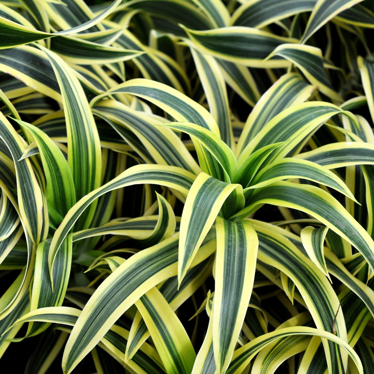 Tipp von Karl Ploberger: Die Bltter der Dracaena werden braun  was kann  ich tun?