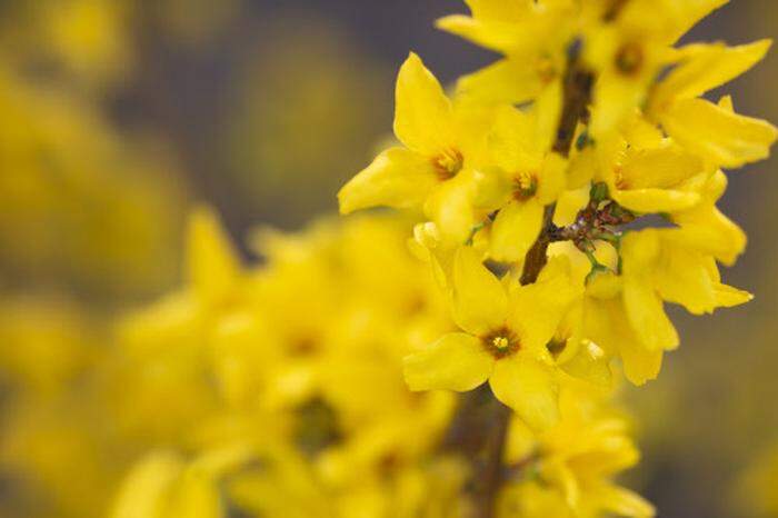 Forsythien sollte man am besten jetzt setzen