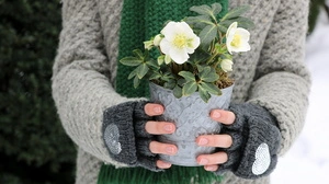 Ist es empfehlenswert einen Platz im Garten für die Christrose zu suchen?