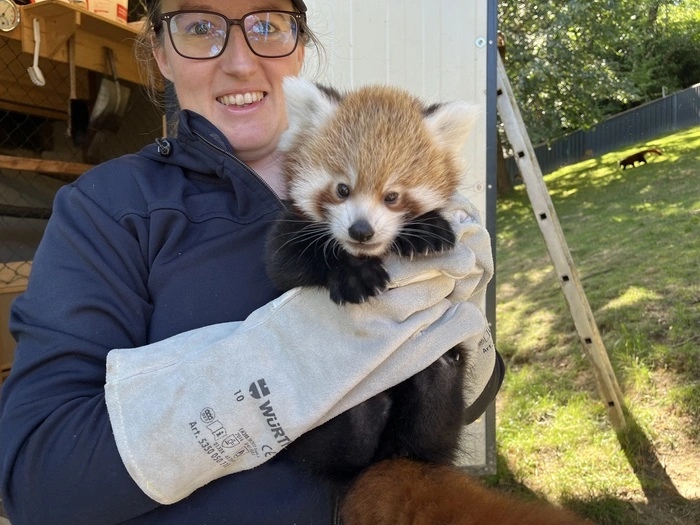 Routineuntersuchung bei den Jungtieren des Roten Pandas