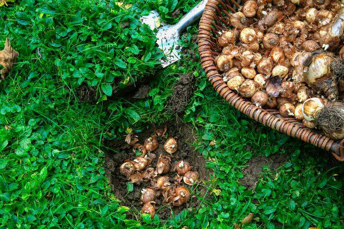 Alles, was im Frühjahr an Zwiebelblumen blüht, kommt jetzt in die Erde