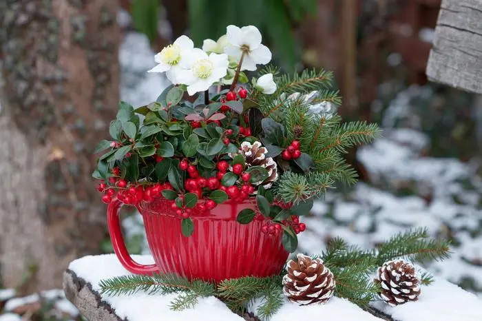 Christrosen gibt es mittlerweile in den unterschiedlichsten Arten