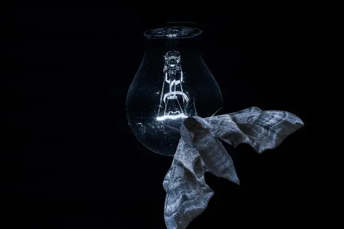 Ein fetter Nachtfalter sitzt im Dunkeln auf einer schwach leuchtenden Glühlampe