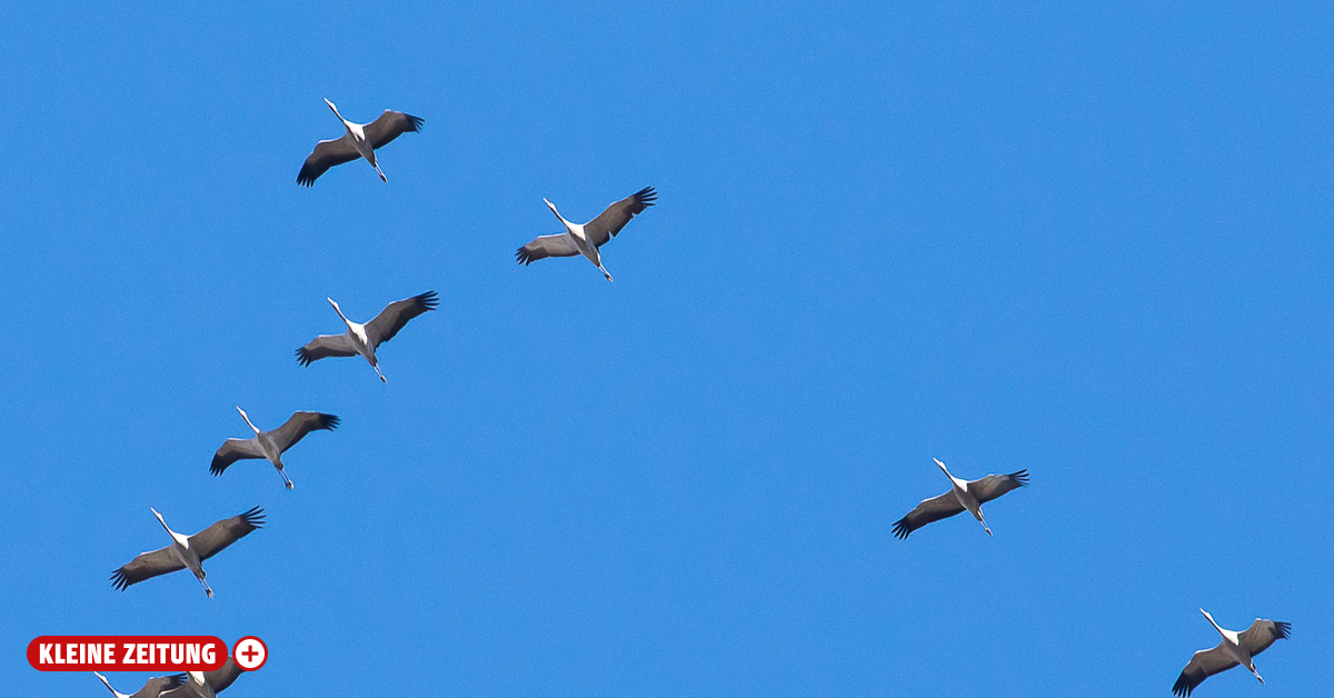 Loud migratory bird spectacle over Eastern Styria