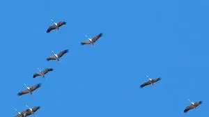 Kraniche sind größer als Wildgänse und Kormorane. Ganz besonders ist ihr trompetenähnlicher, hoher Ruf