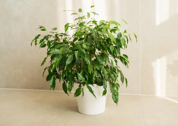 Ficus benjamina standing in a room with light rays falling on it and the wall. High quality photo