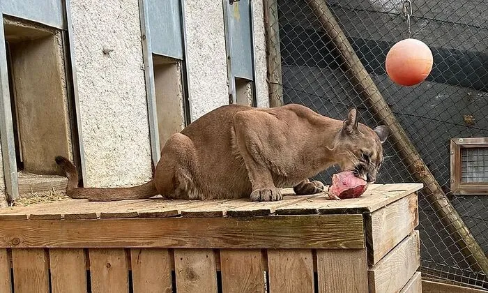 Juni 2022: Peles erste Mahlzeit in Herberstein war ein Steak. Zuerst hat sich der Puma jedoch geziert und wollte nicht in die Transportbox – deswegen kam er auch mit einigen Tagen Verspätung in der Oststeiermark an