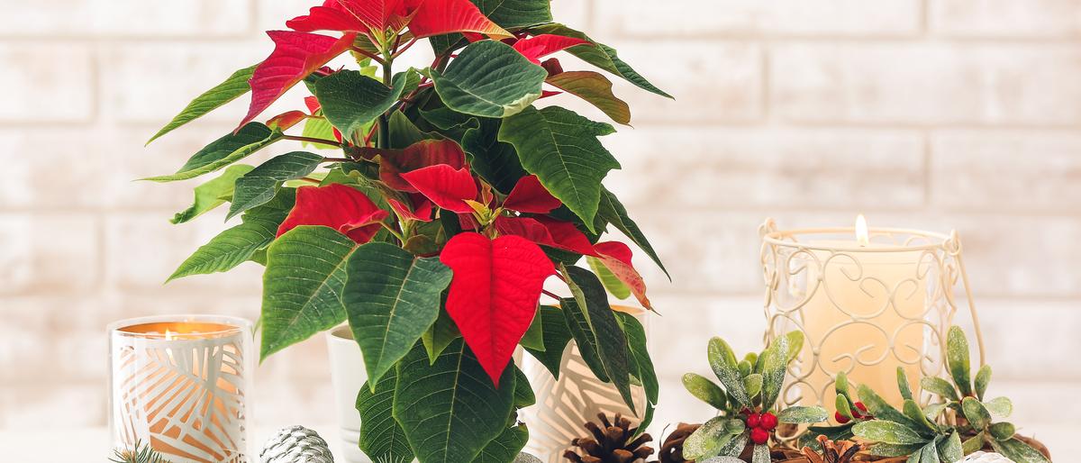 Der Weihnachtsstern – ein Muss bei der Weihnachtsdeko