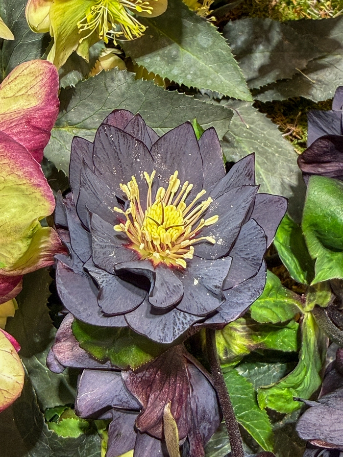 Seltenheit in der Pflanzenwelt: schwarze Blüten