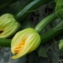 Wie lassen sich faule Zucchini-Früchte verhindern