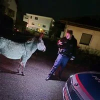 Esel Henry bei der „Einvernahme“ durch die Polizei
