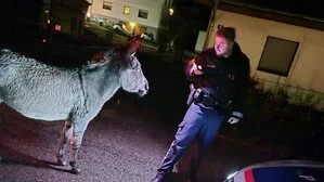 Esel Henry bei der „Einvernahme“ durch die Polizei