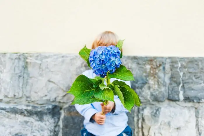 Wie soll man die Hortensie zurückschneiden?