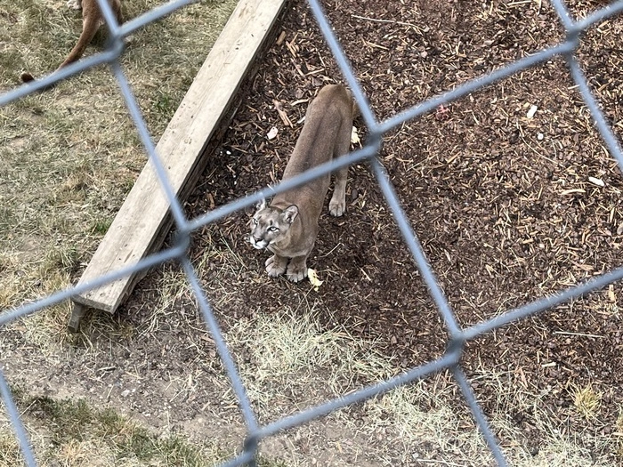 Zum Frühstück gibt es für die Pumas Rindfleisch