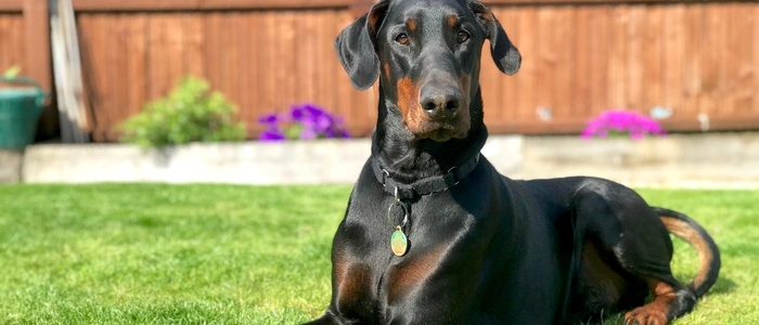 Ein Dobermann attackierte am Samstag einen Zehnjährigen auf dem Fußballplatz in Buch-St. Magdalena und verletzte ihn schwer