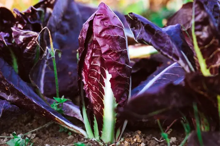 Auch Radicchio gedeiht im Frühbeet