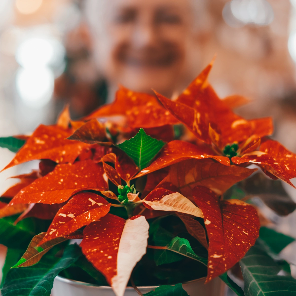 10 Dinge, die man ber den Weihnachtstern wissen sollte