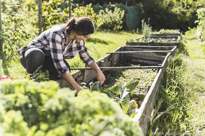 Das Frühbeet lässt sich ohne Dach auch im Sommer nutzen