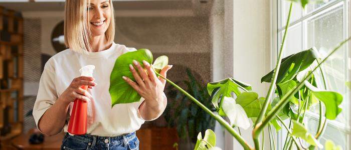 Wenn die Tage kürzer werden, kann man sich den Garten mithilfe von Zimmerpflanzen ins Wohnzimmer holen