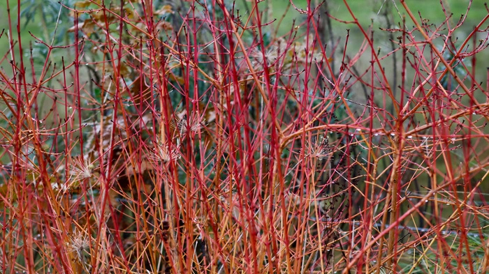 Der Purpur-Hartriegel (Cornus alba) sorgt auch im Winter für satte Farben im Garten