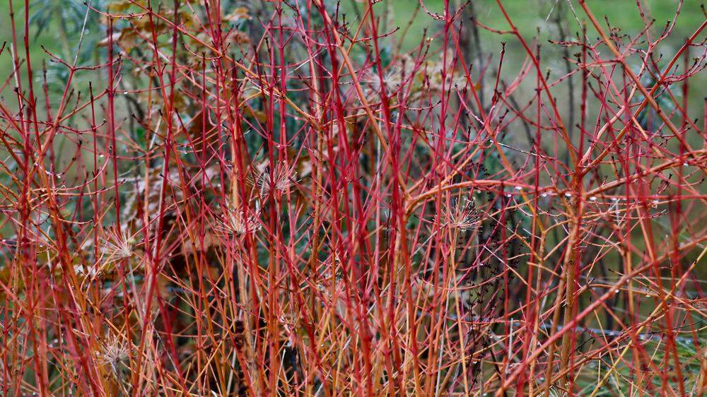 Der Purpur-Hartriegel (Cornus alba) sorgt auch im Winter für satte Farben im Garten