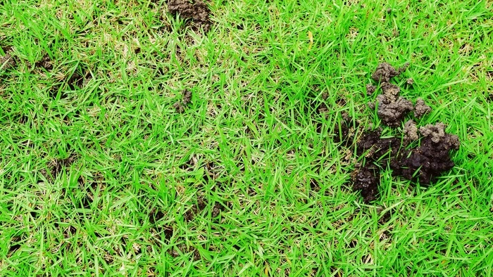 Von welchem Tier stammen die Erdhäufchen im Rasen?