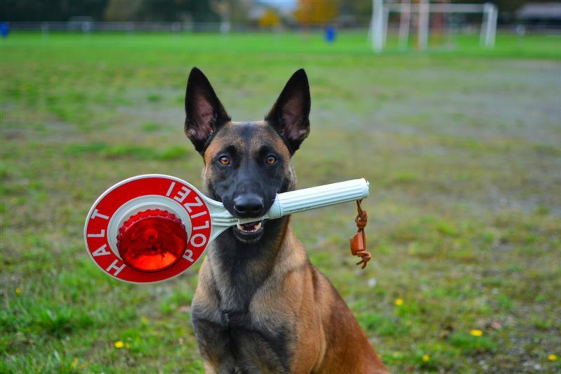 Kommissar Rex: Einer wie kein anderer: „Der Hund ist ein Superegoist“