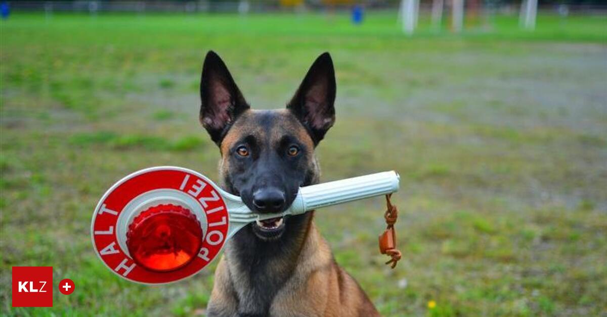 So-arbeiten-echte-Polizeihunde-Der-Hund-ist-ein-Superegoist-